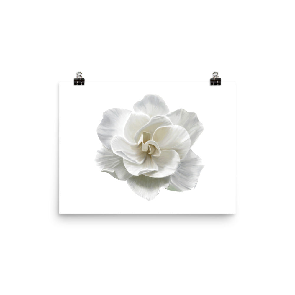 Gardenia Acrylic