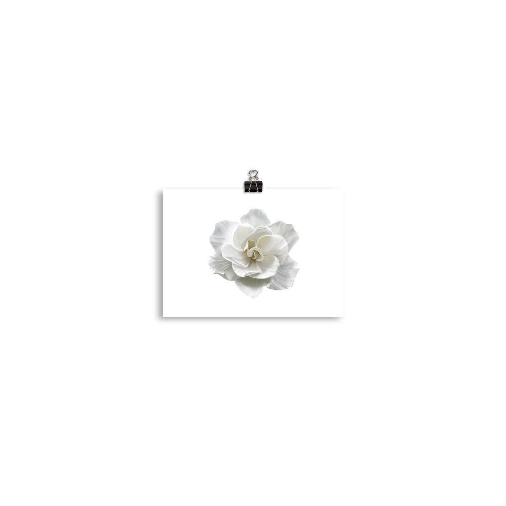 Gardenia Acrylic