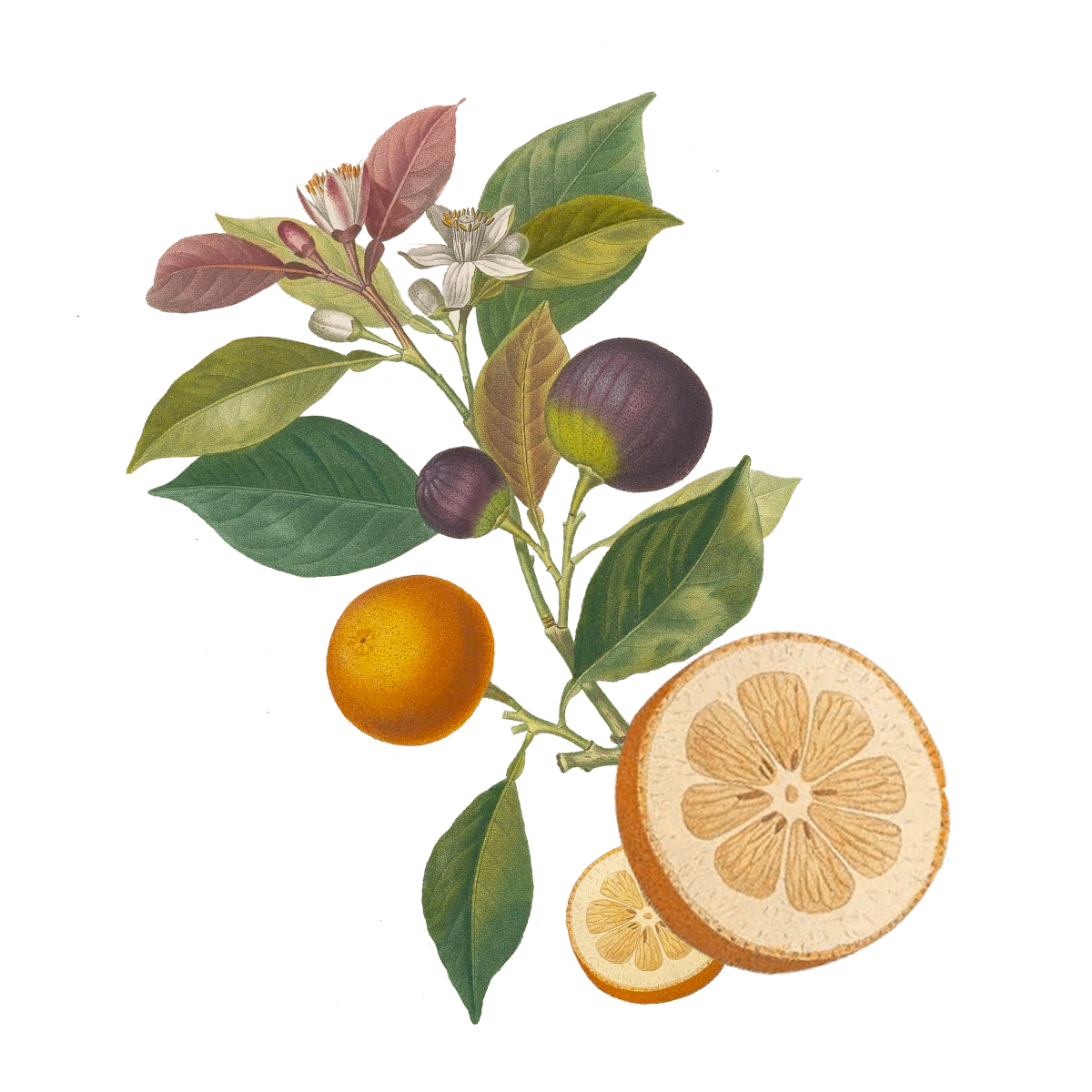 Clementine Tea Towel