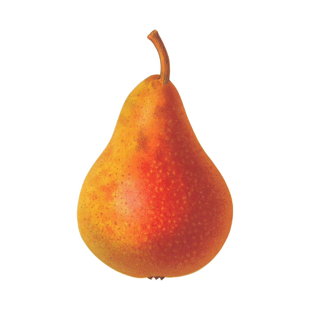 Poached Pear Tea Towel