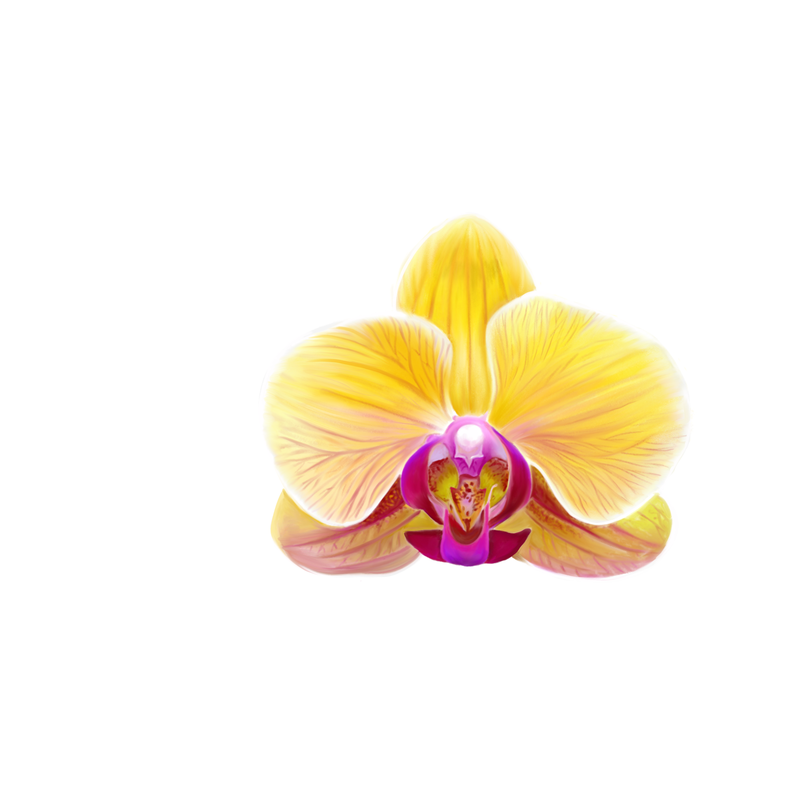 Orchid and Musk Luxury Candle